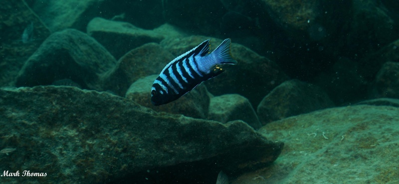 Cynotilapia zebroides 'Mitande Reef (Rocks)'
